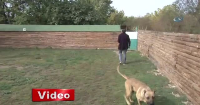 Sayaç okuyanlara köpek eğitimi