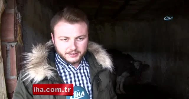 Aç sokak köpekleri çiftlikteki hayvanlara saldırdı