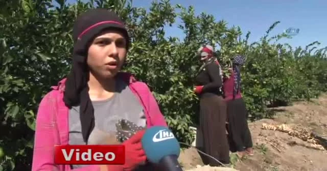 Ailesi için okulu bırakıp tarlada çalışıyor