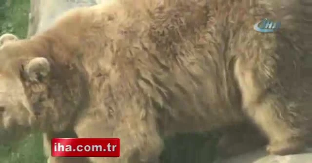 Ayılar kış uykusuna yatmayı unuttu