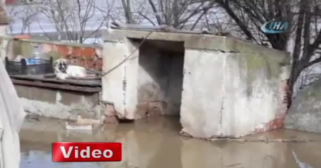 Ergene Nehri taştı, ağıllar sular altında kaldı