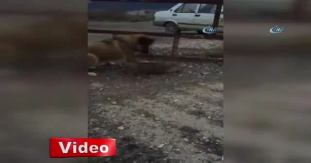 Kedi ve köpeğin dostluğu izleyenleri şaşkına çeviriyor