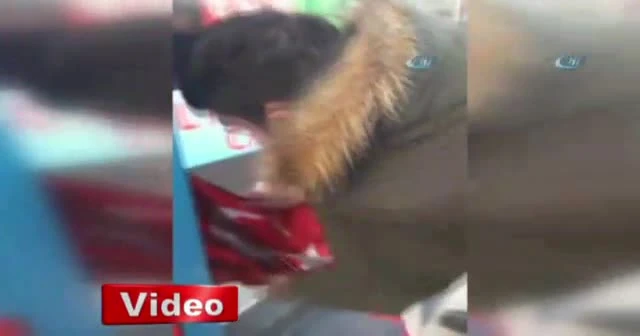 Malatyalı gencin bayrak hassasiyeti duygulandırdı