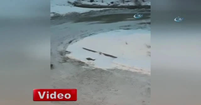 Tavşanların kavgası kameralara takıldı