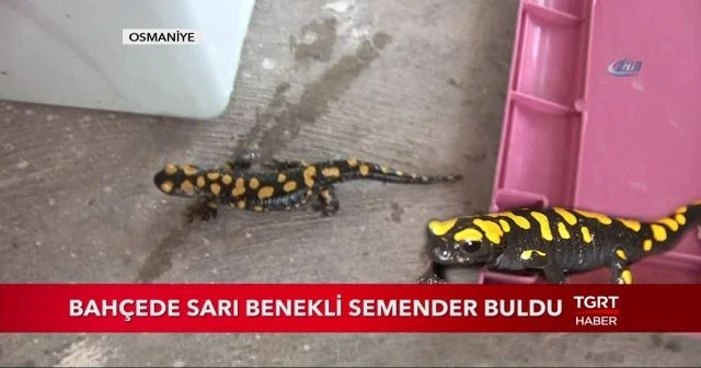 Bahçede sarı benekli semender buldu