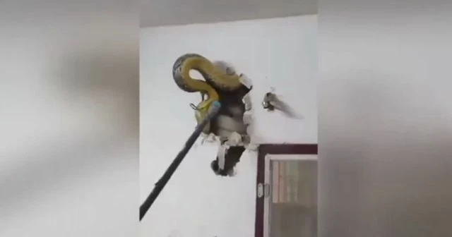 Duvara gizlenen dev piton böyle çıkarıldı