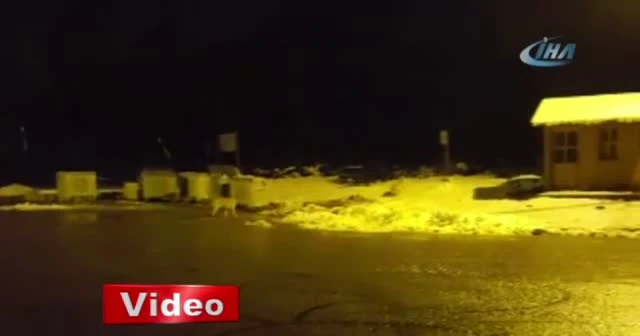 Kış uykusundan uyandığına pişman oldu