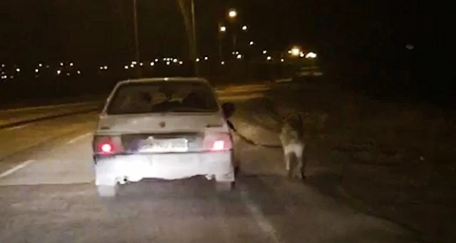 Köpeği otomobile bağlayıp kilometrelerce koşturdular