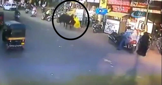 Öfkeli boğa insanlara saldırdı: 2 yaralı