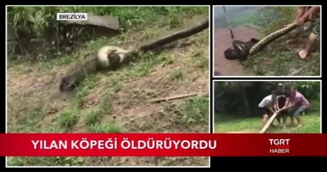 Yılan, köpeği az kalsın öldürüyordu
