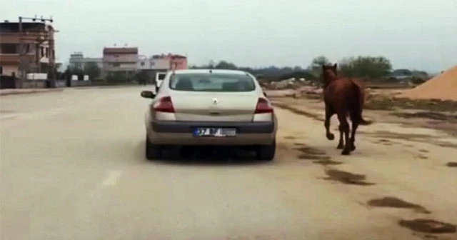 Vicdansızlık: Atı otomobiline bağlayıp koşturdu