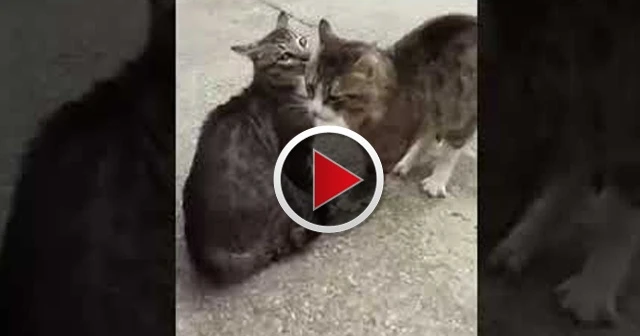 Kavga eden kedileri havlayarak ayıran adam