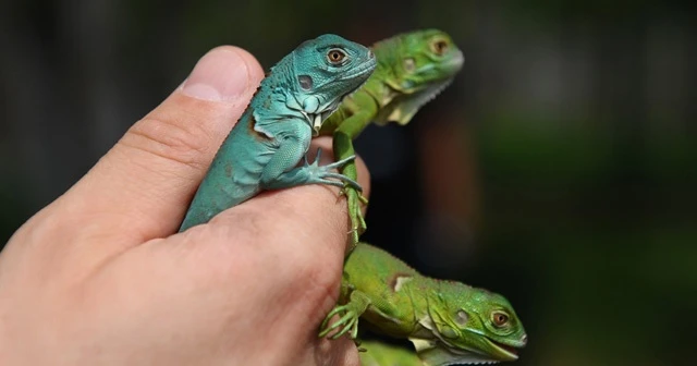 İguana yavruları ilgi odağı oldu