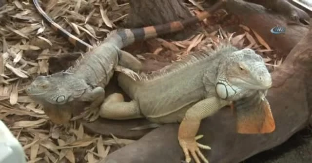 İguana yavruları ilgi odağı oldu