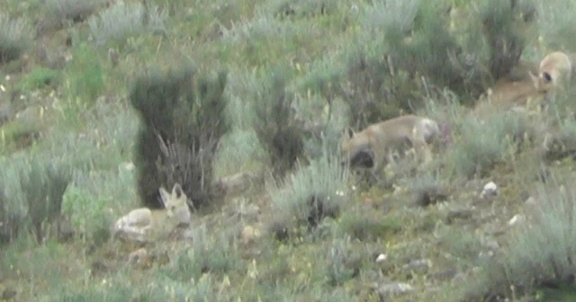 Tilki ailesi vatandaşların ilgi odağı oldu
