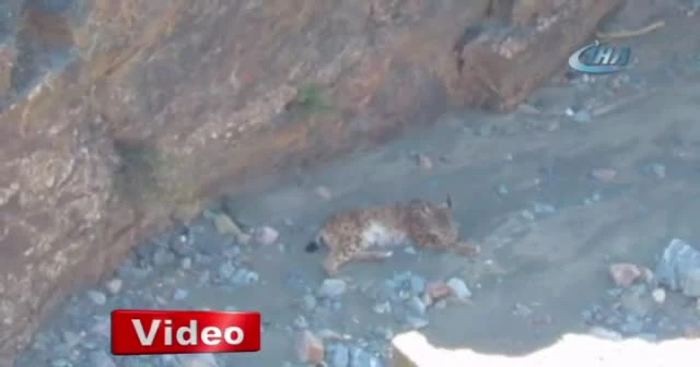 Erzincan’da nesli tükenmekte olan vaşak görüntülendi