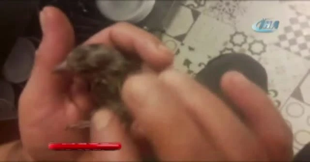 Suya düşen kuş, kalp masajıyla hayata döndürüldü