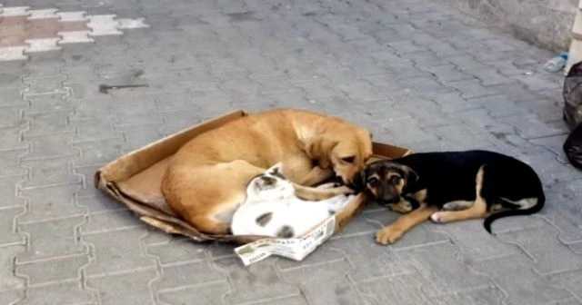 Kedi ile köpeğin örnek dostluğu