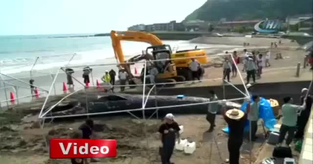 Ölü dev mavi balina Japonya sahillerine vurdu