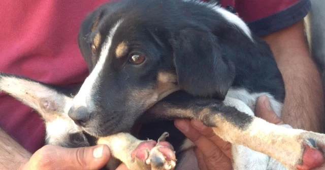Alevlerin içinde kalan köpeği ormancılar kurtardı