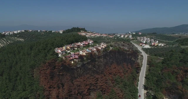 Bursa'da lüks villaların yanında küle dönen ormanlar yeniden yeşeriyor