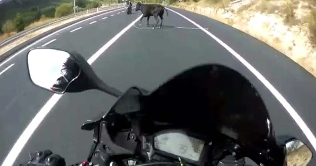 Motosikletli genç, önüne atlayan ineğe çarpmaktan son anda kurtuldu