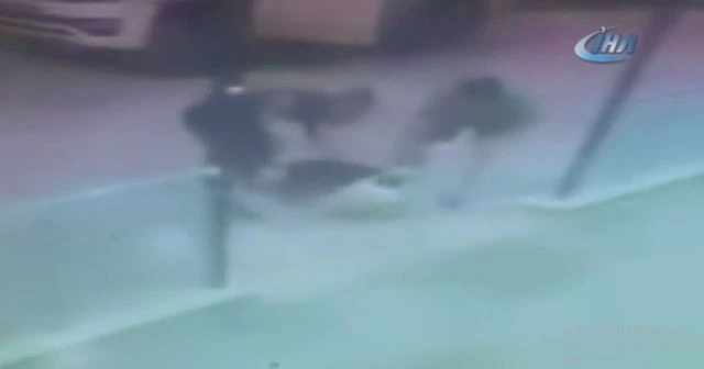 Pitbull vahşeti güvenlik kamerasında