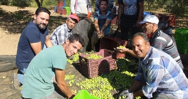 Sezonun ilk zeytinyağı üretildi.