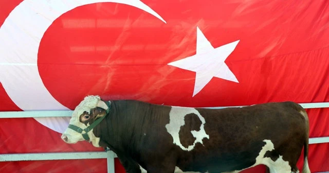 Üzerinde doğuştan ay ve yıldız olan ‘Cesur’ ilgi odağı oldu.
