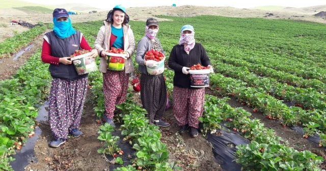 Yediveren çileği, çiftçinin umudu oldu