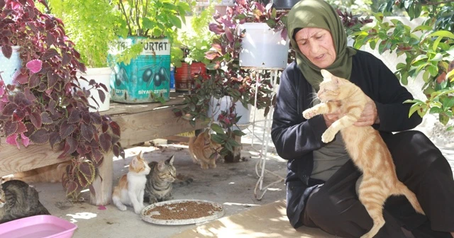 56 yıldır kedilerle yaşıyor