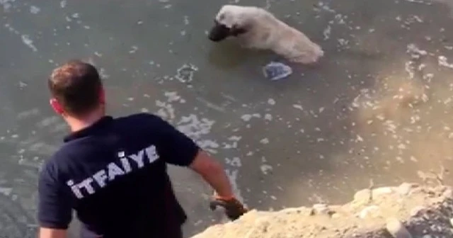 Ağrı’da su dolu çukurda 2 gün mahsur kalan köpeği itfaiye kurtardı