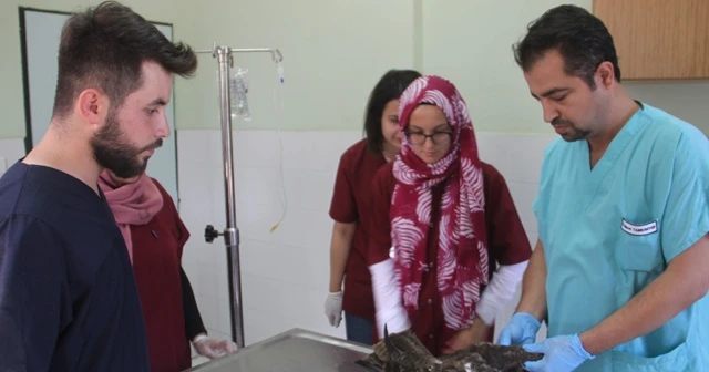 Bitkin düşen şahin tedavi altına alındı