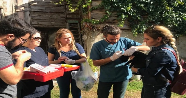 Bolu’da, sokak hayvanları muayene edildi