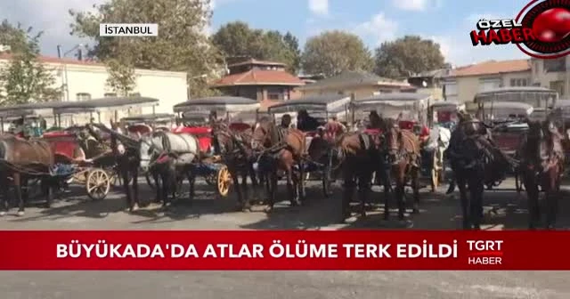 Büyükada'da at skandalı