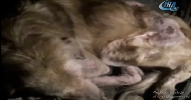 Kazada yaralandığı zannedilen köpekten şarapnel parçası çıktı