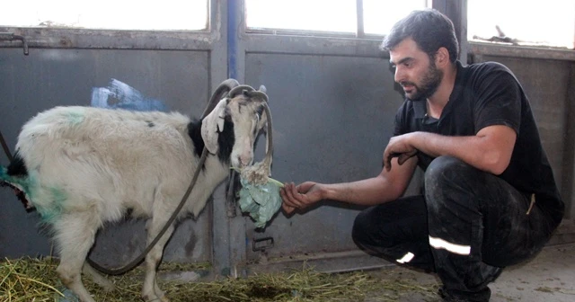 Kurdun yaraladığı keçiyi ölmek üzereyken tamirciler kurtardı