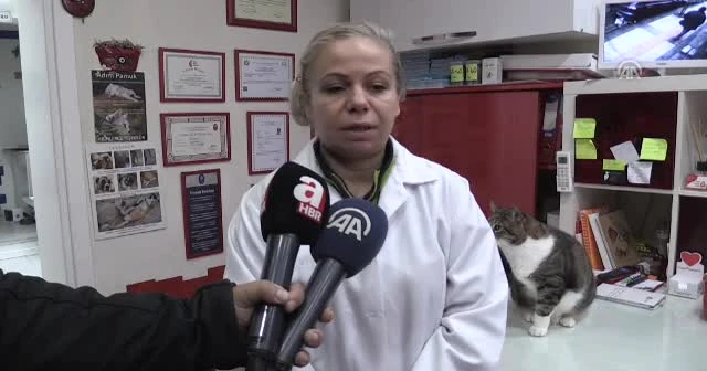 Kediye vurup battaniyesini çalan vicdansız kadın