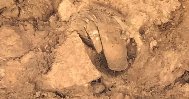 Mardin’de bulunan fosiller için inceleme başlatıldı