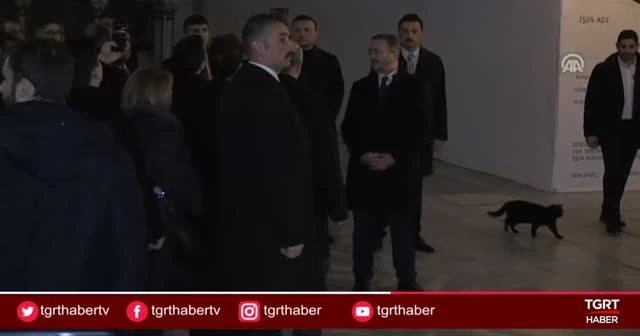 Ayasofya ziyaretine 'kedi' sürprizi