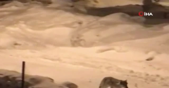 Erzurum’da kurt sürüsü köye indi!