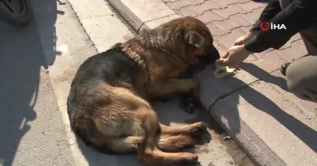 Köpeği motosiklete bağlayıp sürüklediler