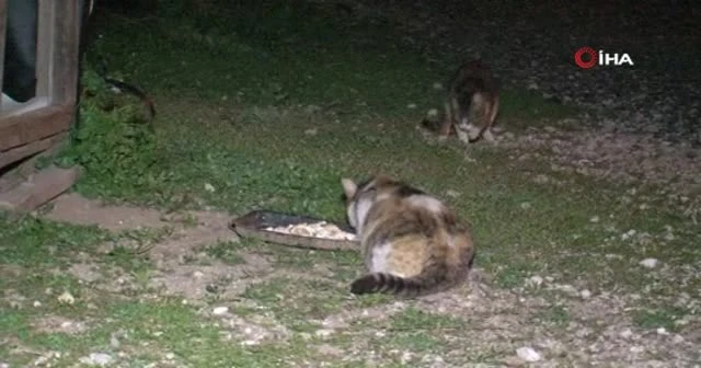 Fareler kedilerin yemeğine dadandı