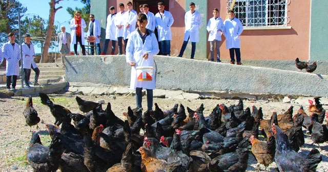 Liseliler tavuk yetiştiriyor