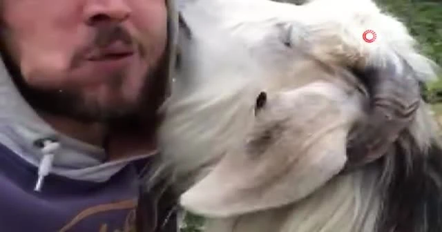 Rizeli gencin keçi ile ekmek kavgası sosyal medyada ilgi çekti