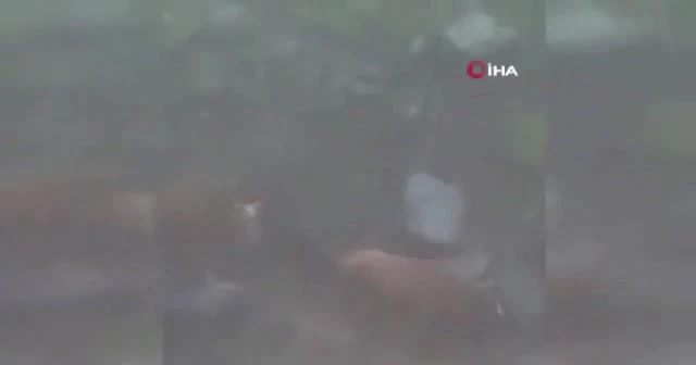 Hayvanlar suya kapıldı: Dehşet anları kamerada