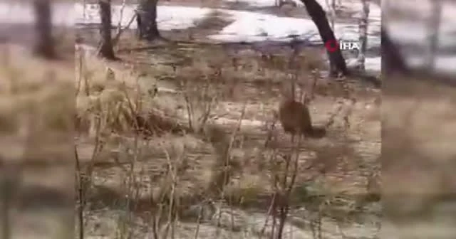 Rusya'da bir ayı kamyonet kasasından alet çantası çaldı