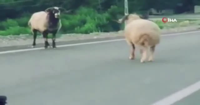 Koçların kafa kafaya kavgası kameralara yansıdı