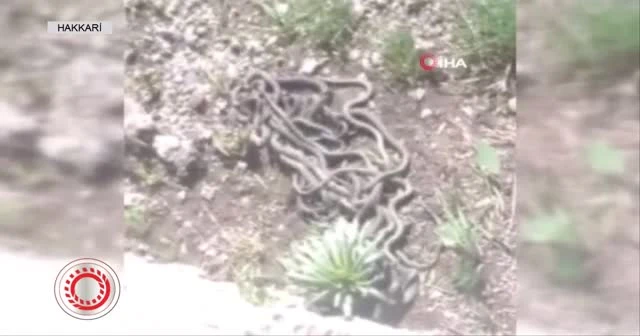 Yüksekova'da yılan sürüsü