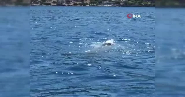 Akdeniz foku, vatozu böyle yedi